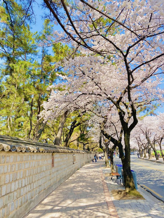 올 봄 핫플이었던 대릉원 돌담길 벚꽃길🌸