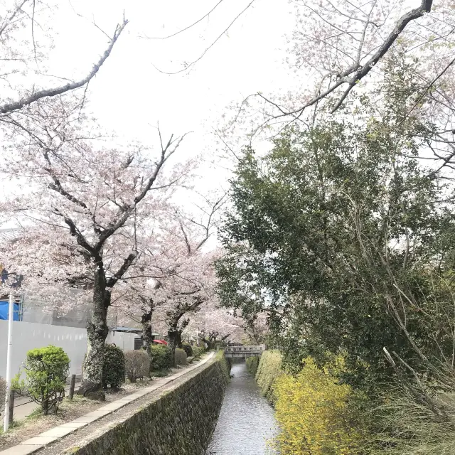 日本京都 ｜ 哲學之道