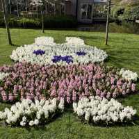 튤립의 나라 네덜란드 [keukenhof 퀘켄호프]🌷