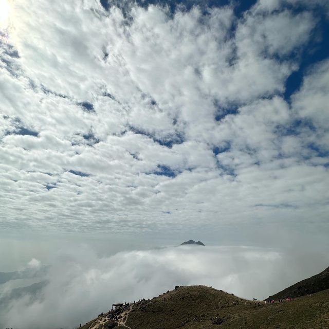 大東山雲海芒草季節2022