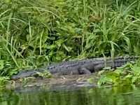 Kayaking in Gainesville- Seeing alligators🐊 