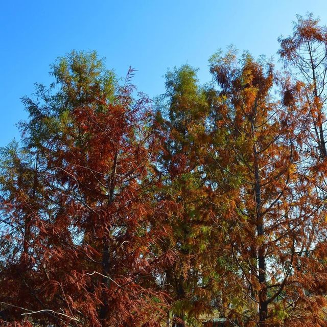 Xinlong Ecological Forest - Changzhou 