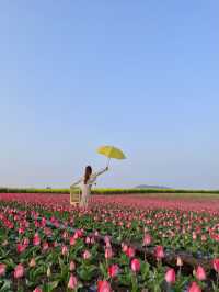 제주 튤립 명소, 보롬왓🌷