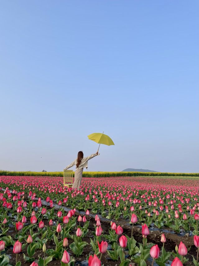 제주 튤립 명소, 보롬왓🌷