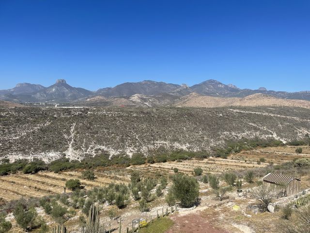 El Olivo🌵 Eco Olivo