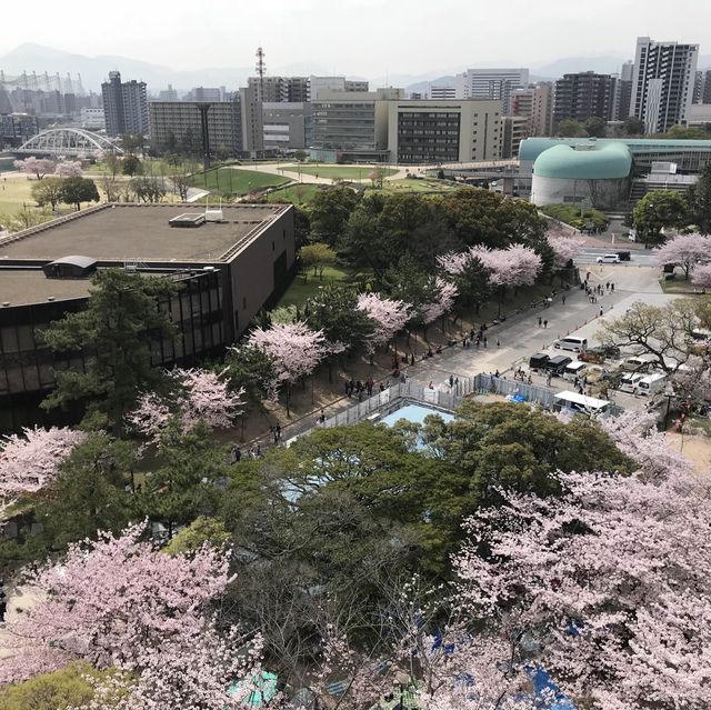 日本最佳賞櫻勝地之一 「小倉城」🌸🌸