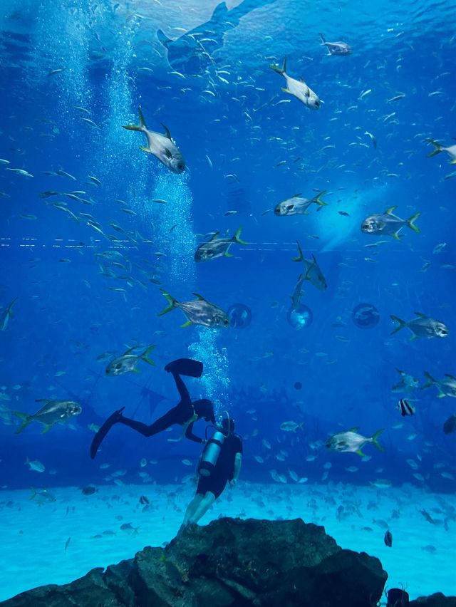 上海主題樂園必打卡🐬海洋永遠治癒人心~🐟