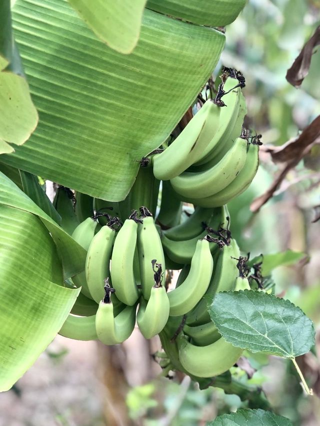 MARDI Agro Technology Park - Langkawi 