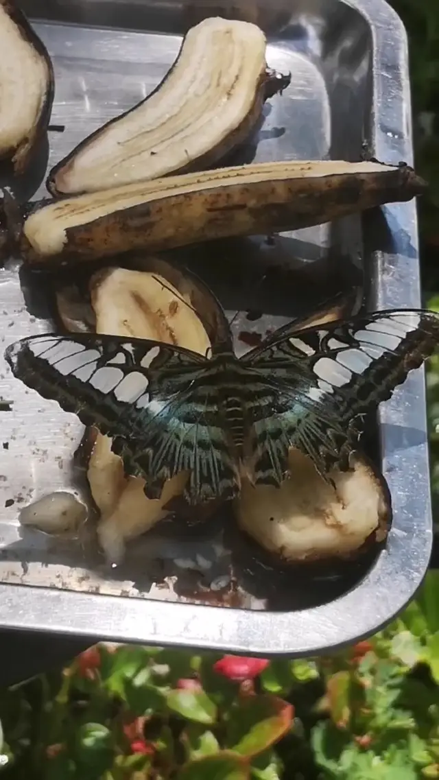 Butterfly conservatory in the Elephant Valley