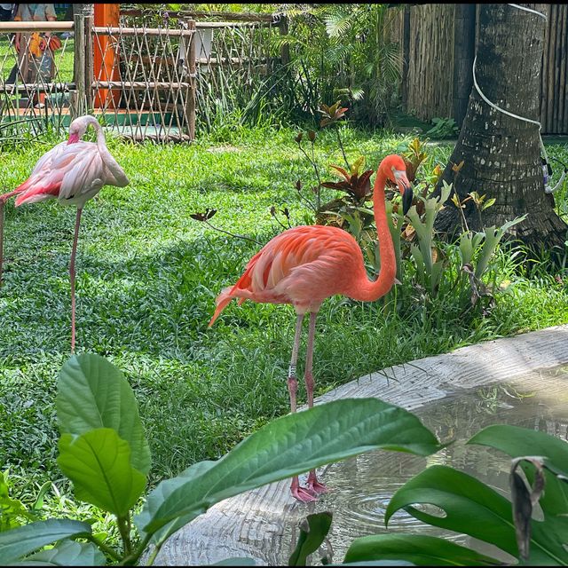 Flamingo spotting at Wuzhizhou Island 🏝 