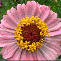 Flower spotting in Moganshan