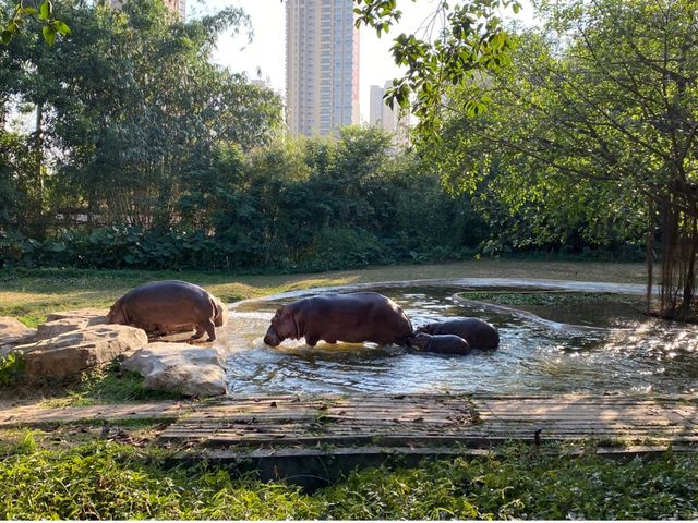 Beautiful Safari Park animal 🦒Guangzhou 