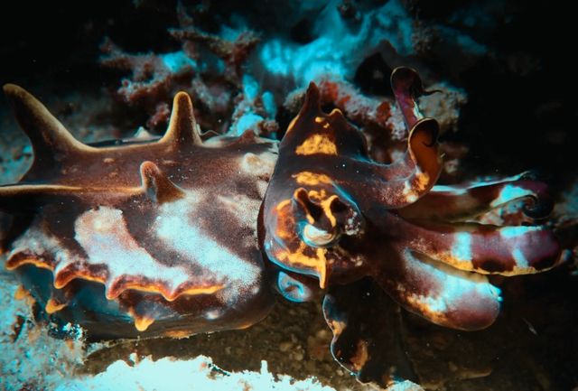 Must go diving in PG Island, Philippines!