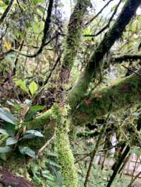 Malaysia's "The Wizard of Oz" - Kinabalu Moss Forest