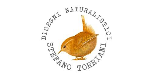 Stefano Torriani, illustratore naturalista - Corso di disegno per bambini | Orto Botanico di Bergamo "Lorenzo Rota"