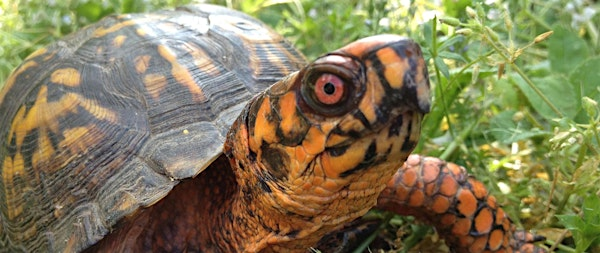 Learning about Eastern Box Turtles with Turtle Dogs | The North Carolina Arboretum