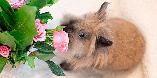 Summer Evening Relaxation Yoga with Bunnies July 21st | Blue Dot Acres