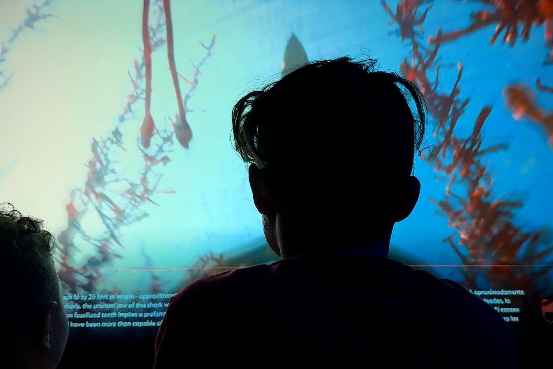 Sharks! The Meg, The Monsters & The Myths | Houston Museum of Natural Science