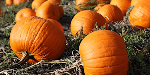 Merrist Wood Pumpkin Patch - PYO | Merrist Wood College