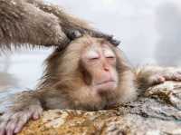 Snow Monkey Park