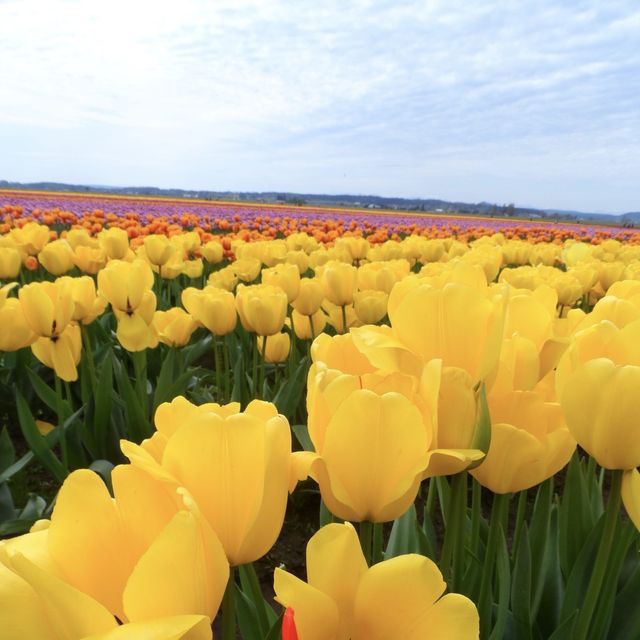 ก็ ทิวลิป ไปเลยสิจ๊ะ