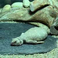 屯門公園隱秘高質爬蟲館