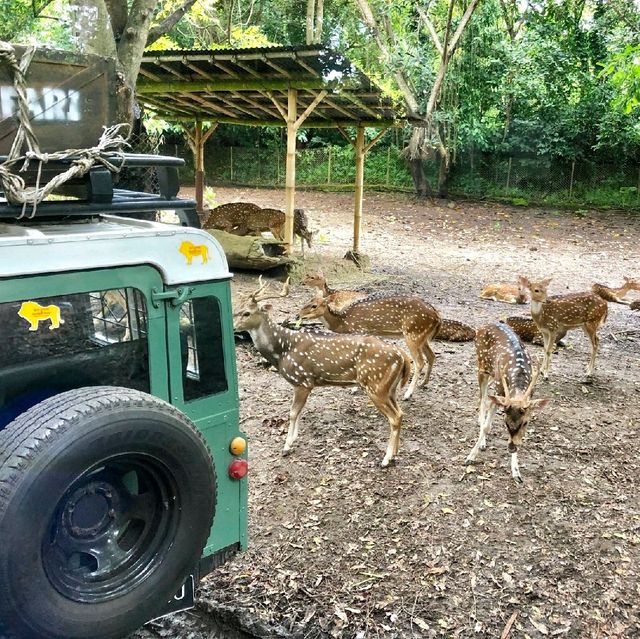 印尼峇里島野生動物園