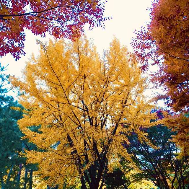 [오색빛 가을 품은 ‘도산공원’]