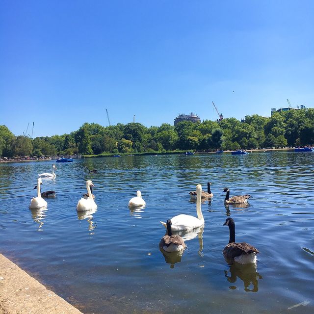 오리가 많은 하이드 파크 🦆 