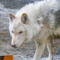 冬の円山動物園のエゾシカ・オオカミ舎