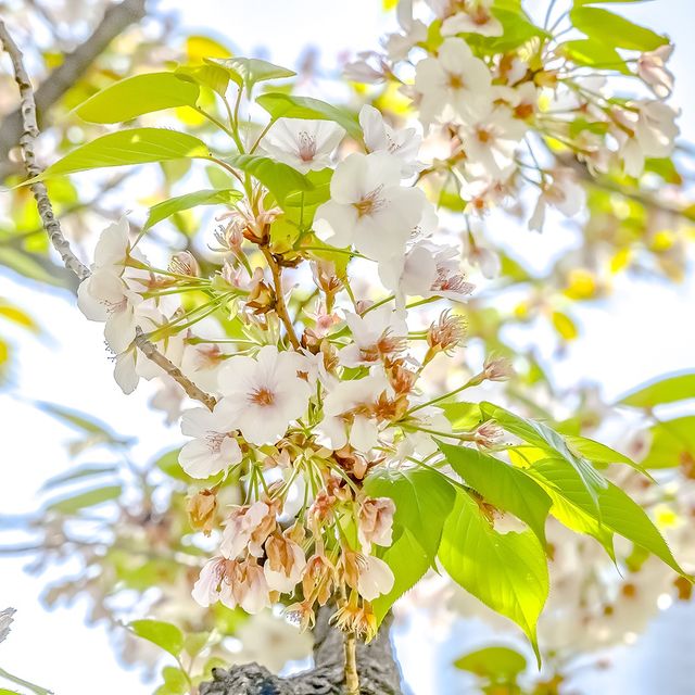 浜離宮の終わりかけの桜