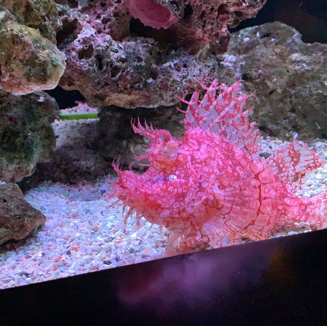 體驗不一樣的水族館 | 曼谷旅行