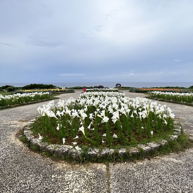 【沖縄・伊江島】まだまだ楽しめる！ユリ満開の公園