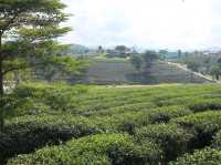 一望無際的綠茶園—翠峰茶園