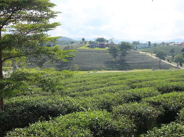 一望無際的綠茶園—翠峰茶園