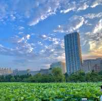 Buổi chiều ở công viên Ueno