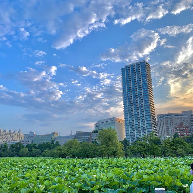 Buổi chiều ở công viên Ueno