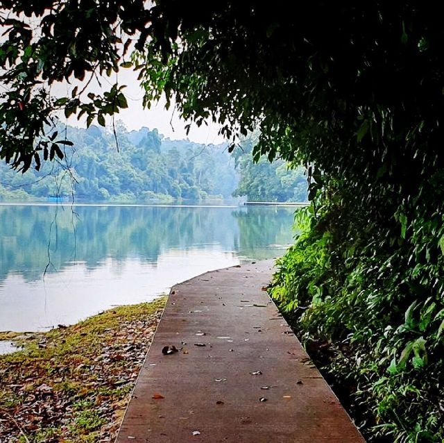 A Weekend Hike in Macritchie Trial 