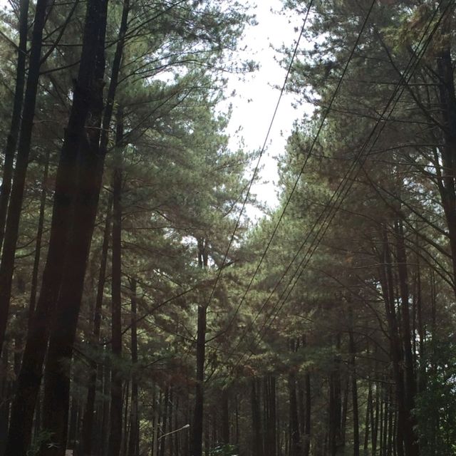 Pine Forest Sentul