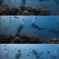 ไปเรียนดำน้ำ OPEN WATER ที่เกาะเต่ากัน🐢