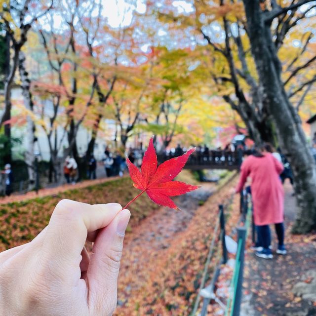 🇯🇵 又到了欣賞紅葉的秋季 — 河口湖楓葉迴廊