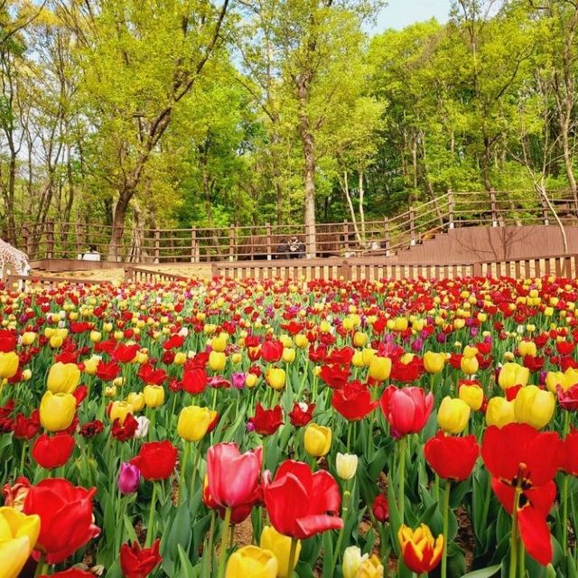 Plentiful tulips at Bucheon Mureungdowon