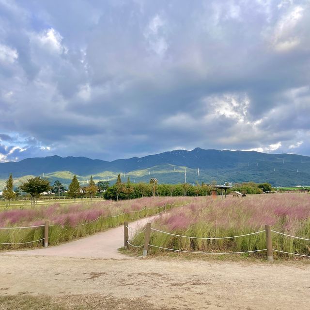 경남 양산 황산공원 / 부산근교 댑싸리 핑크뮬리 인생샷 명소♥