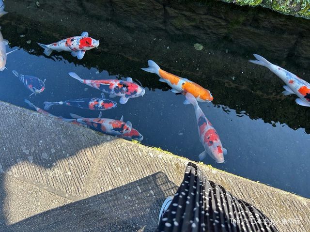 【宮崎】飫肥城下町と飫肥城跡