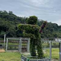 三角梅花展蝶豆花園之旅