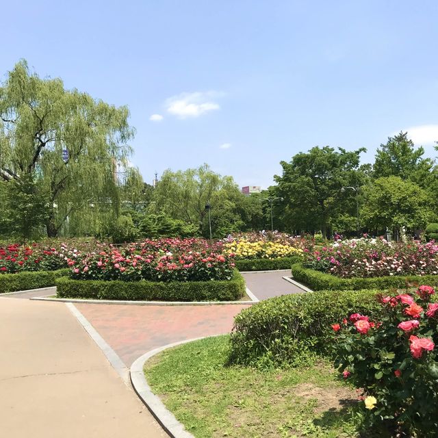 포근한 5월은 장미의 계절🌹