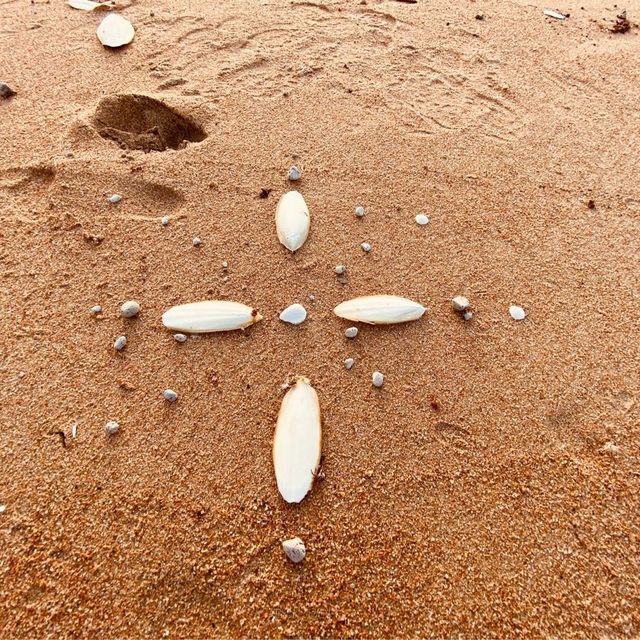 Townsville 隔壁的小島、你一定要去看看野生的無尾熊，就在你面前