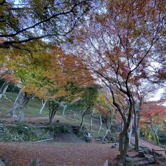 鋪天蓋地的絕美紅葉 – 八瀨紅葉小徑