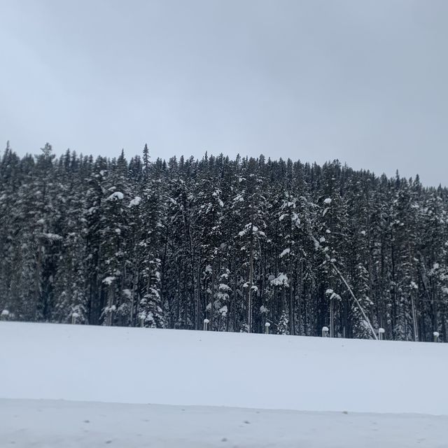 Driving in the Canadian Rockies! 🏔️ 