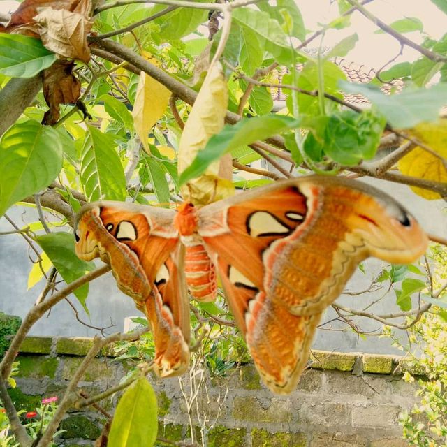 taman kupu-kupu Gita persada